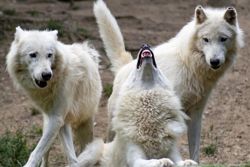 Werewolf
